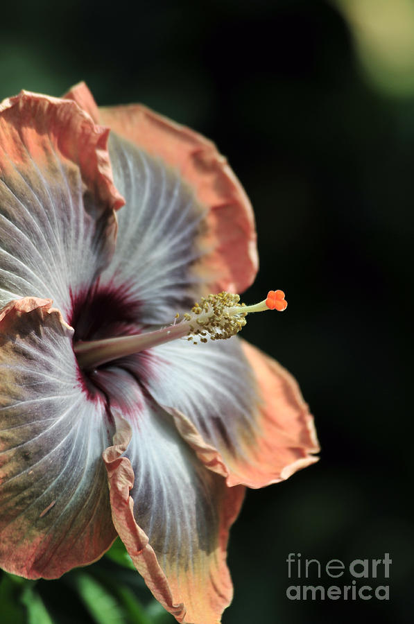 Hibiscus Fifth Dimension III Photograph by Terri Winkler