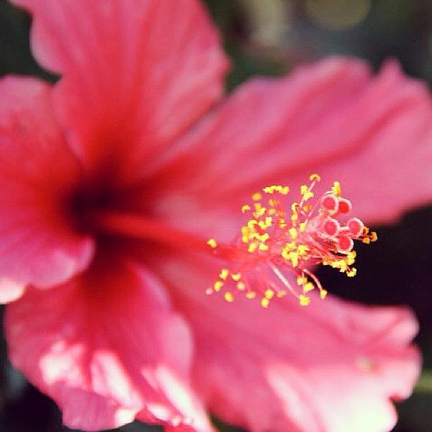Flowers Still Life Photograph - Hibiscus... #flower #hibiscus #love by Mr Jeremy