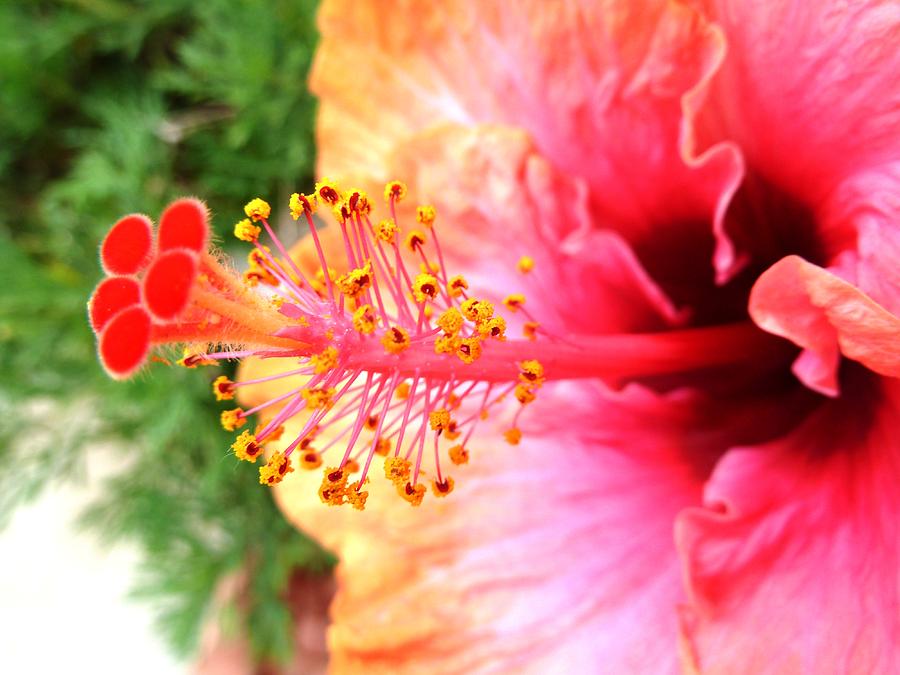 Hibiscus Flower Photograph by Julia Ivanovna Willhite