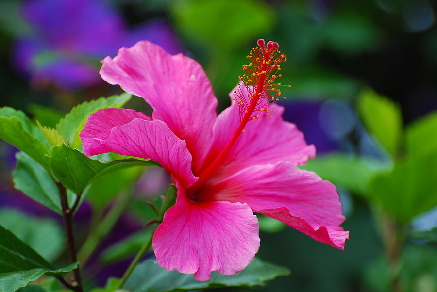 Hibiscus Flower Photograph by Kimberley Anglesey - Fine Art America