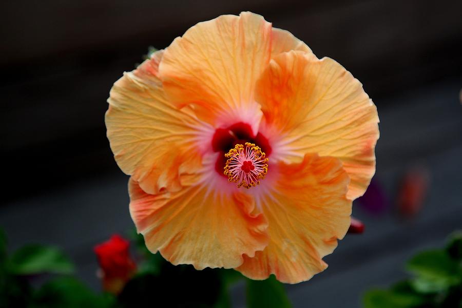 Flower Photograph - Hibiscus Flower of Hawaii by Galina Kolpatcheva