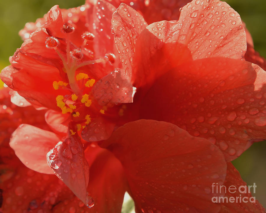 Hibiscus Flower Photograph by Olga Hamilton