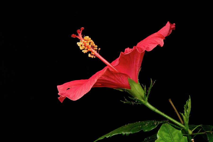 Hibiscus Flower Opening Photograph by Nigel Cattlin