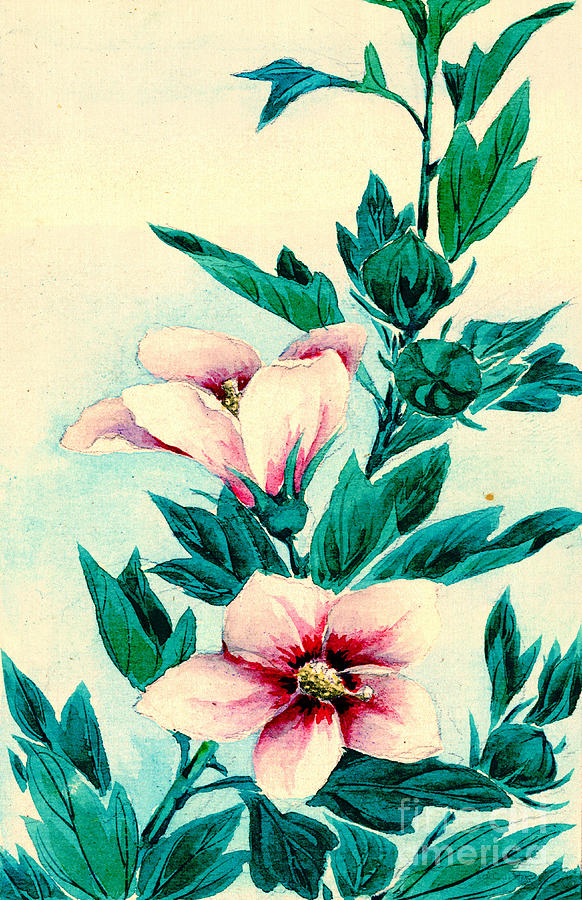 Hibiscus Flowers 1870 Photograph by Padre Art