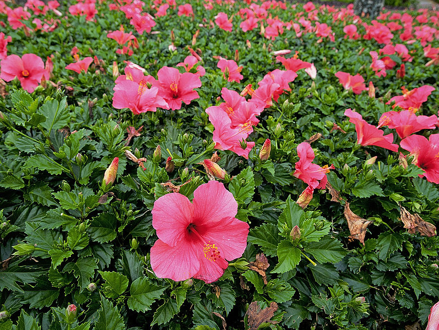 Hibiscus Flowers Photograph by Buddy Mays