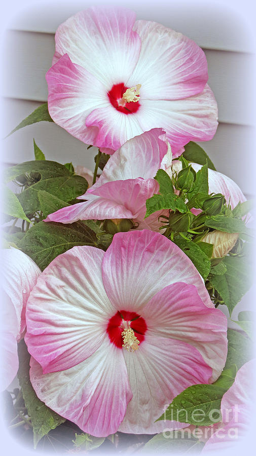 Hibiscus Flowers Photograph by Kay Novy