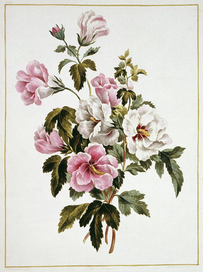 Hibiscus Flowers Photograph by Natural History Museum, London/science Photo Library
