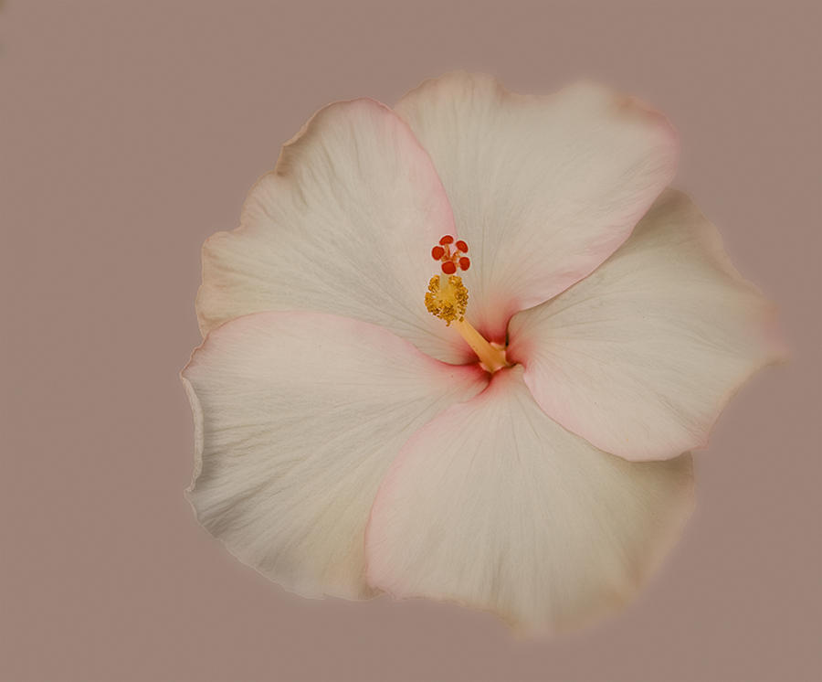 Hibiscus Photograph by Floyd Hopper
