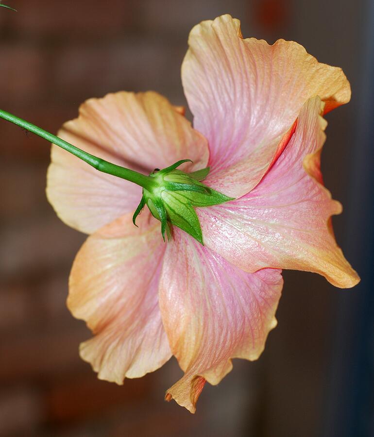 Unique Photograph - Hibiscus From Behind by Connie Fox