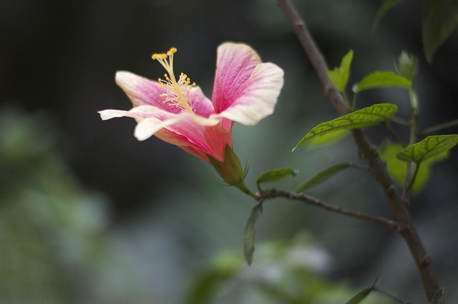 Hibiscus Photograph by Gina Dsgn