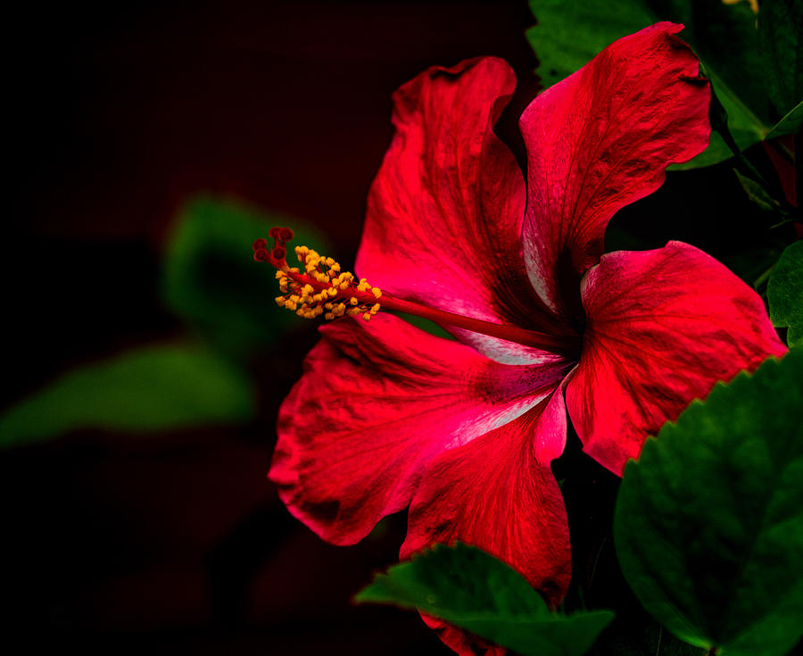 Hibiscus Glow Photograph by Dorothy Cunningham