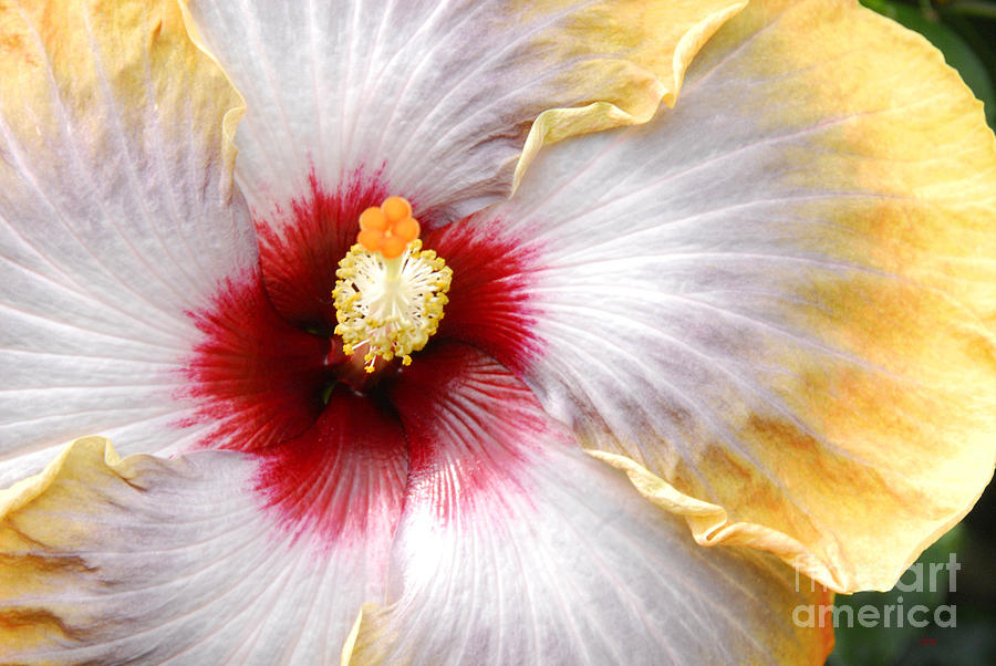 Hibiscus heart and soul Photograph by Cindy Manero