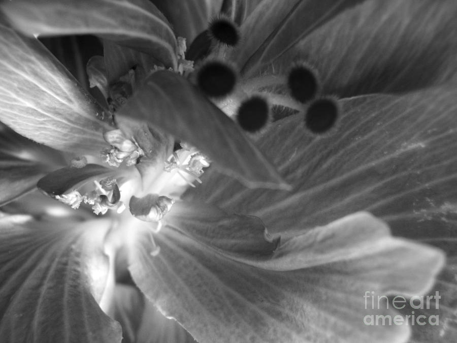 Hibiscus Heart in Black and White Photograph by Mary Deal | Pixels