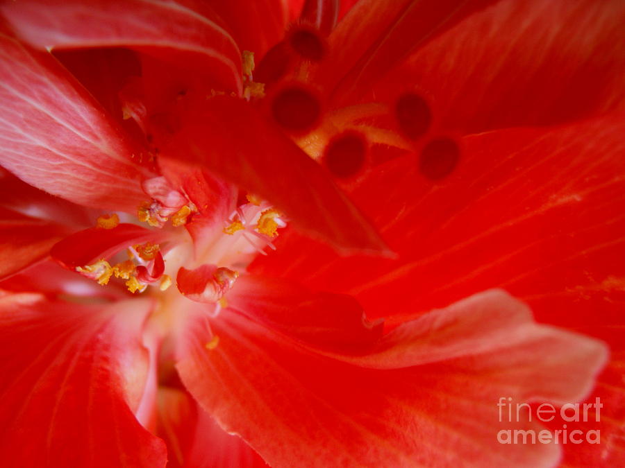 Flower Photograph - Hibiscus Heart by Mary Deal