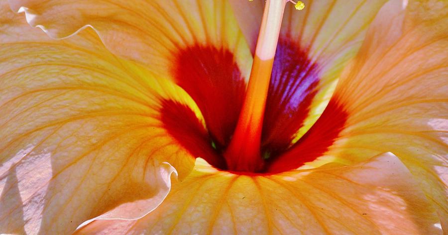 Hibiscus Heart Photograph by  Sharon Ackley