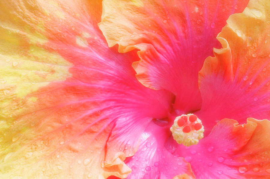 Hibiscus (hibisucus the Path) Photograph by Maria Mosolova/science Photo Library