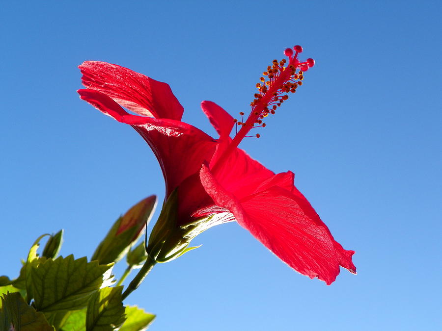 Tea Photograph - Hibiscus Hope by Noreen HaCohen