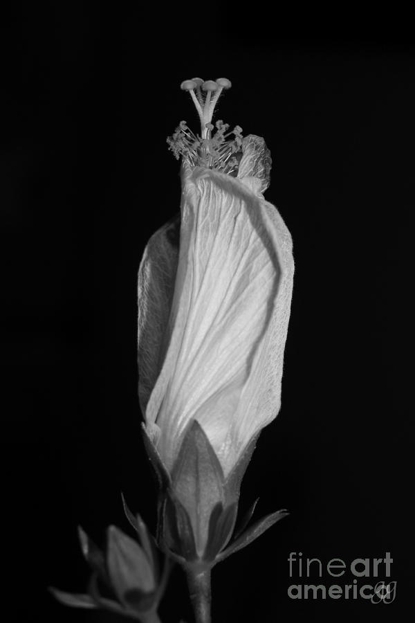 Hibiscus in Black and White I Photograph by Geri Glavis