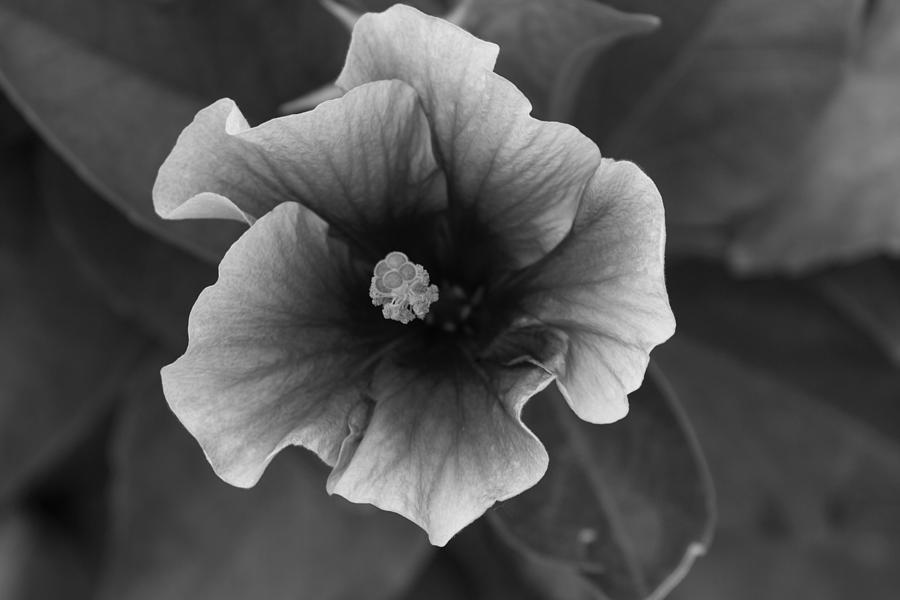 Hibiscus in Black and White Photograph by John Daly