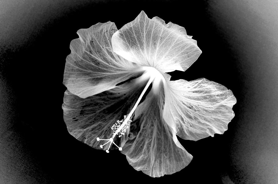 Hibiscus in Black and White Photograph by Phyllis Meinke