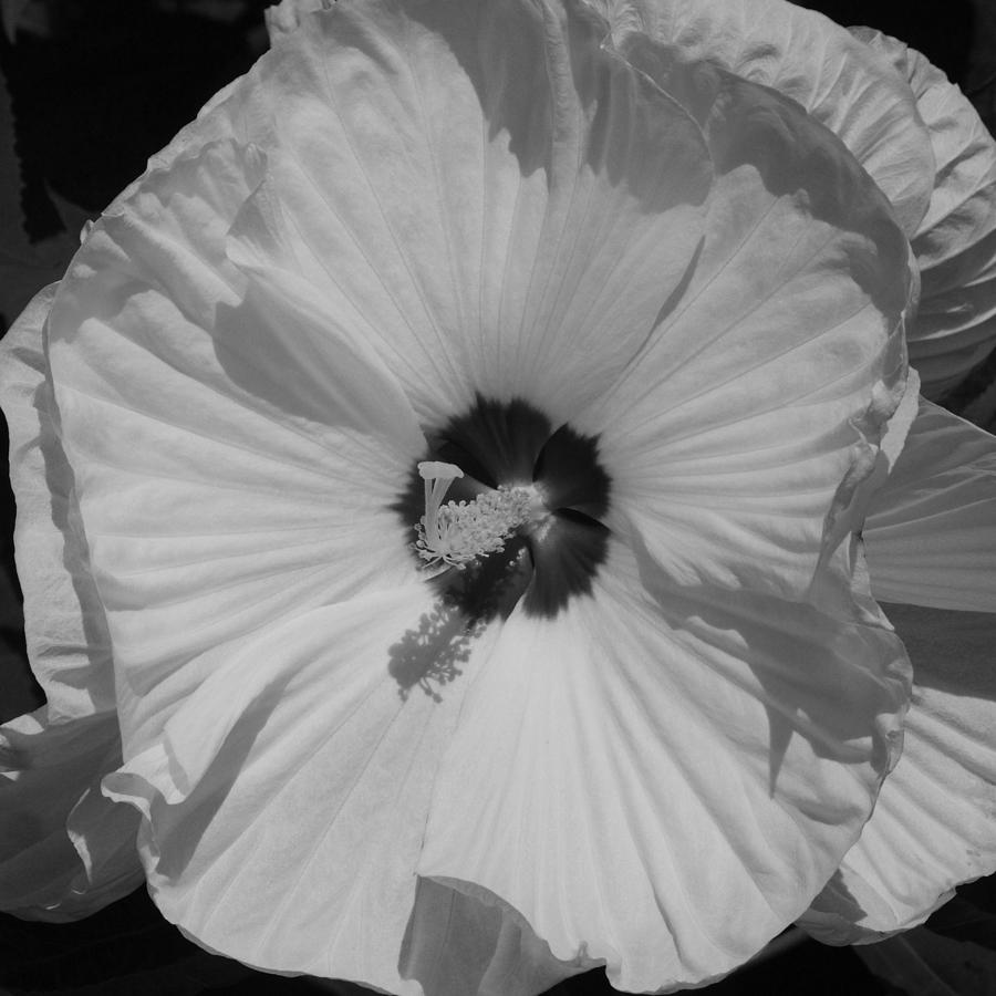 Hibiscus in Black and White Photograph by Suzanne Gaff