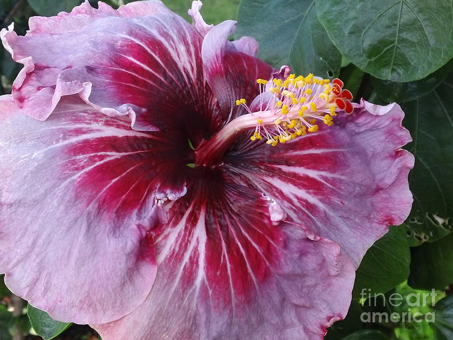 Hibiscus in Hawaii Photograph by Laura  Wong-Rose