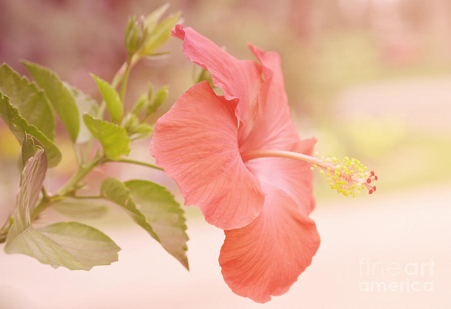 Hibiscus in Pastel Photograph by Elaine Manley