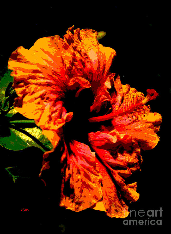 Hibiscus in red Photograph by Cindy Manero
