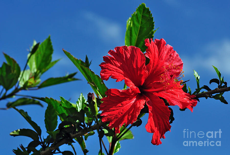 Nature Photograph - Hibiscus in the Sky by Kaye Menner