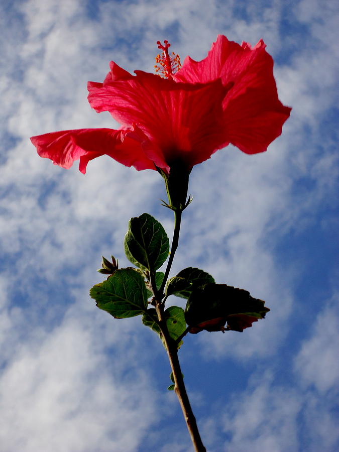 Hibiscus in the Sky Photograph by Peter Mooyman
