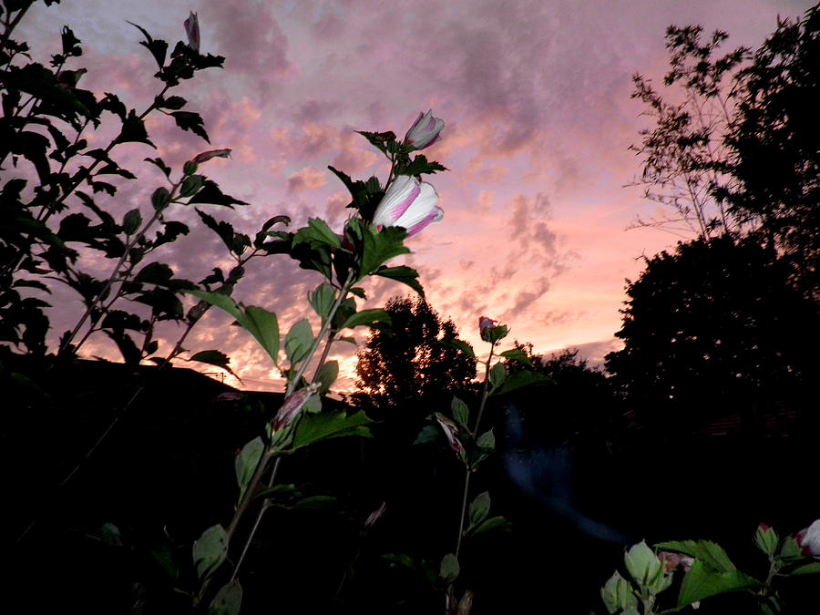 Sunset Photograph - Hibiscus In The Sunset by Kate Gallagher