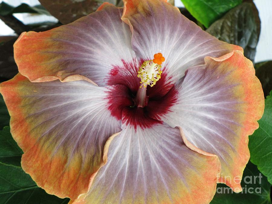 Hibiscus  Photograph by Jennifer Wheatley Wolf