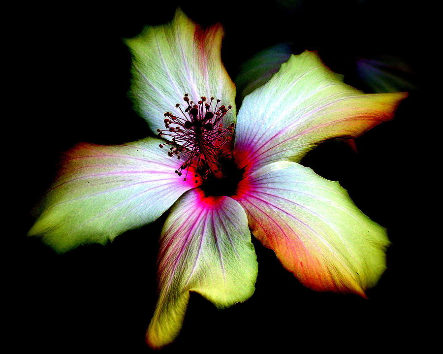 Hibiscus Photograph by Jodie Marie Anne Richardson Traugott          aka jm-ART