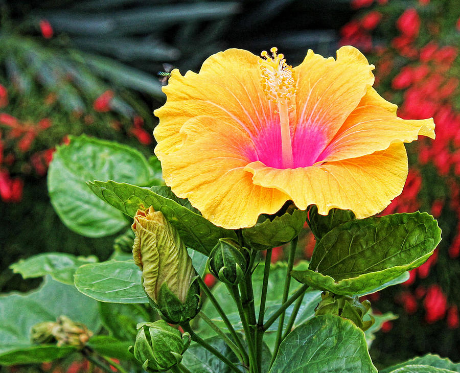 Hibiscus Photograph by Judy Vincent