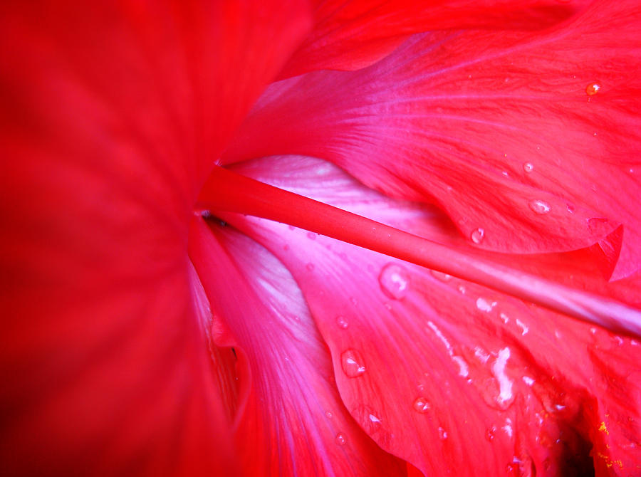 Hibiscus Photograph by Kara  Stewart