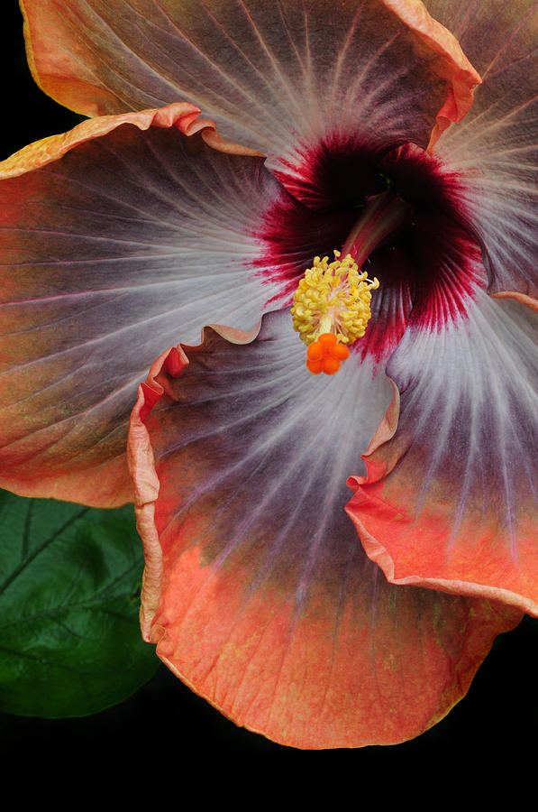 Flowers Still Life Photograph - Hibiscus Key Largo by Dave Mills