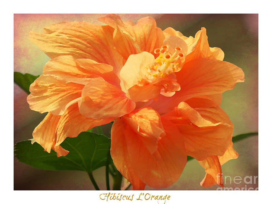 Hibiscus L Orange Photograph by Lilliana Mendez