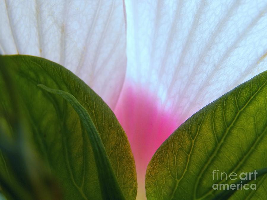 Flowers Still Life Photograph - Hibiscus Landscape 1 by Judy Via-Wolff
