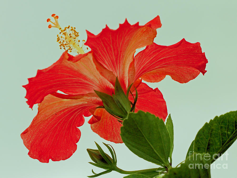 Nature Photograph - Christmas Hibiscus by Larry Nieland