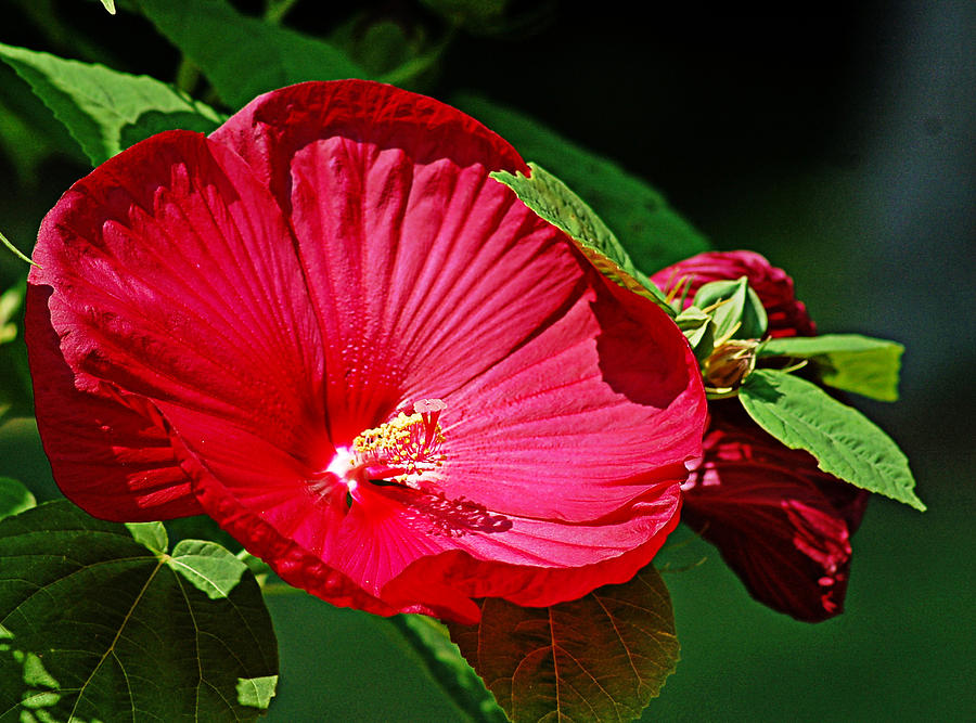 Hibiscus Photograph by Linda Brown