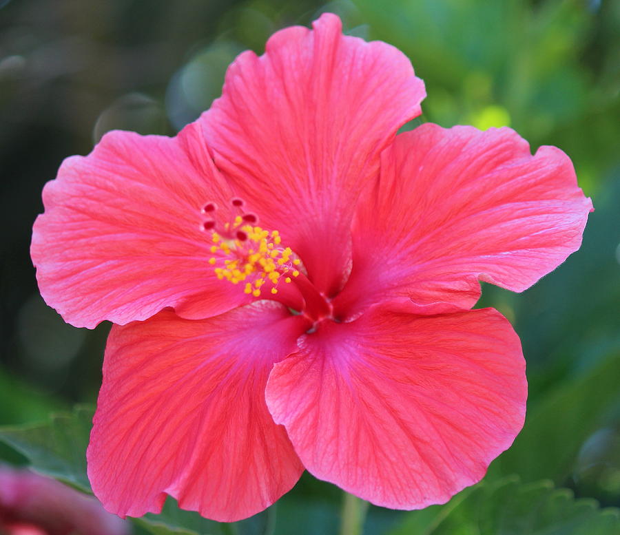 Hibiscus Photograph by Linda Hardin - Fine Art America