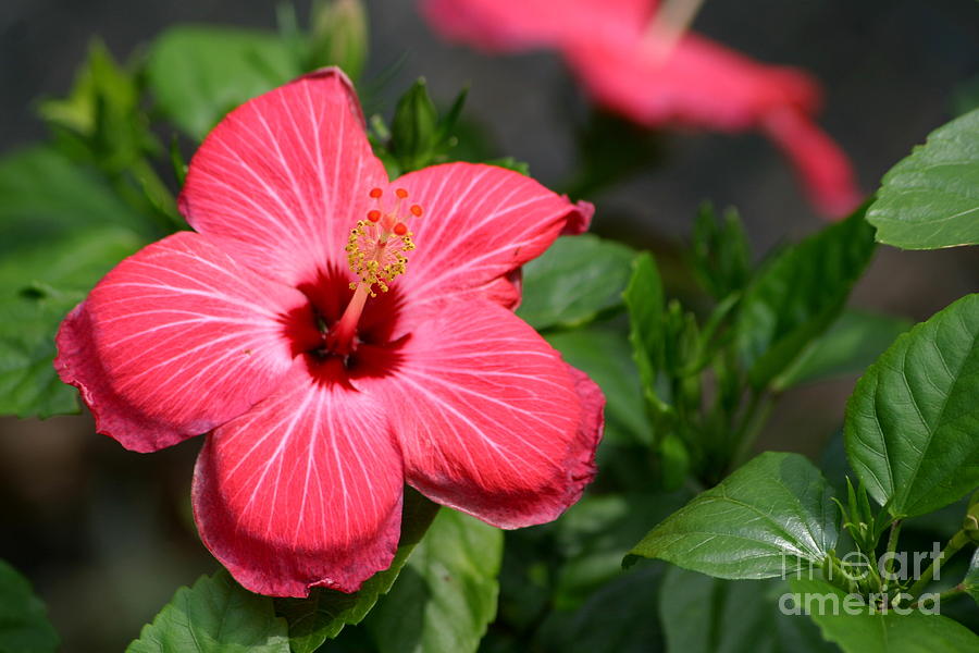 Hibiscus Photograph by Living Color Photography Lorraine Lynch