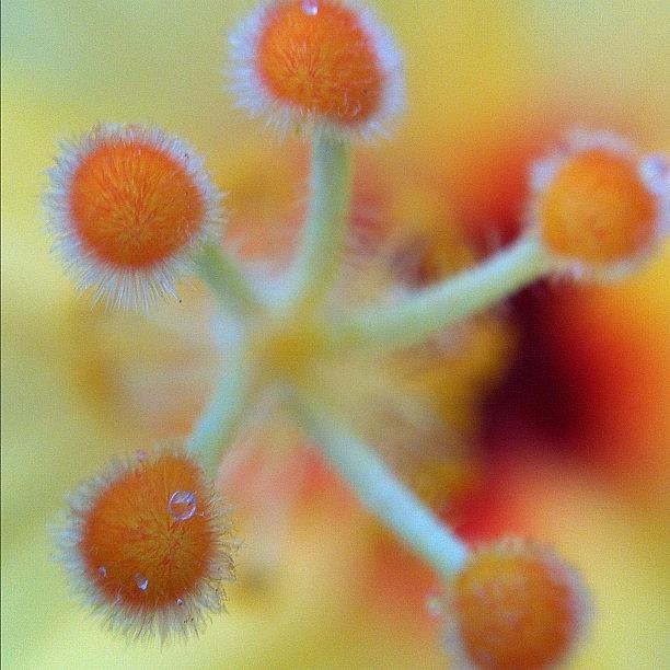 Macro Photograph - Hibiscus Macro #iphoneography #macro by Brian Governale