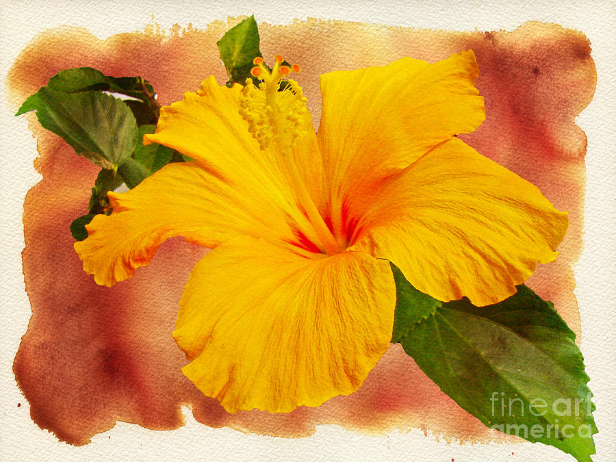 Hibiscus - Mango Sunshine Photograph by Carol Senske