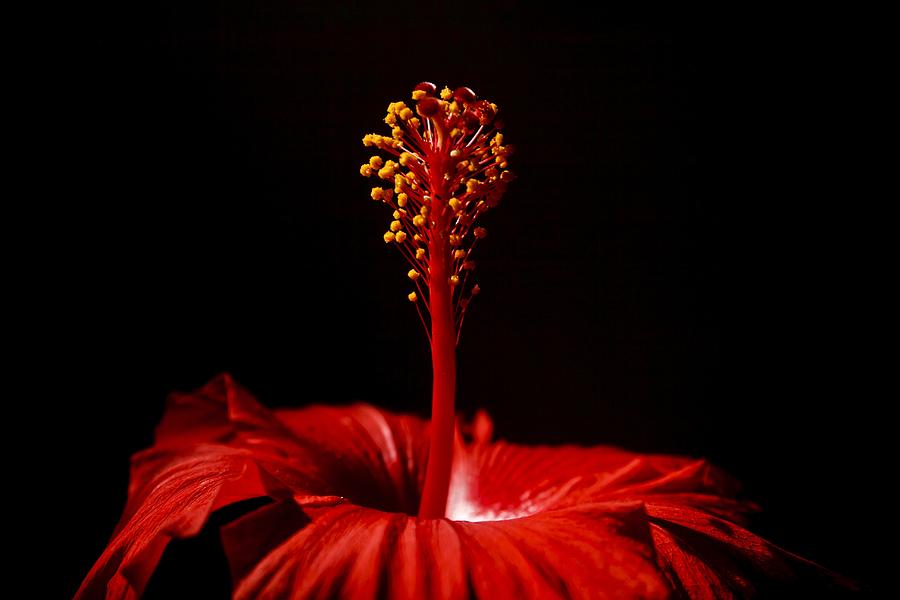 Hibiscus Photograph by Marisa Geraghty Photography