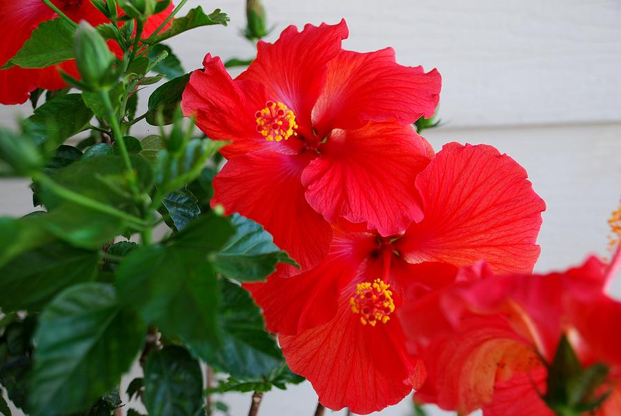 Hibiscus Photograph by Mary Griffin - Fine Art America