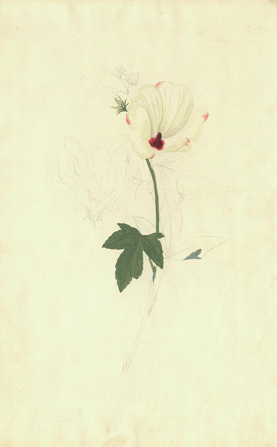 Hibiscus Meraukensis Photograph by Natural History Museum, London ...
