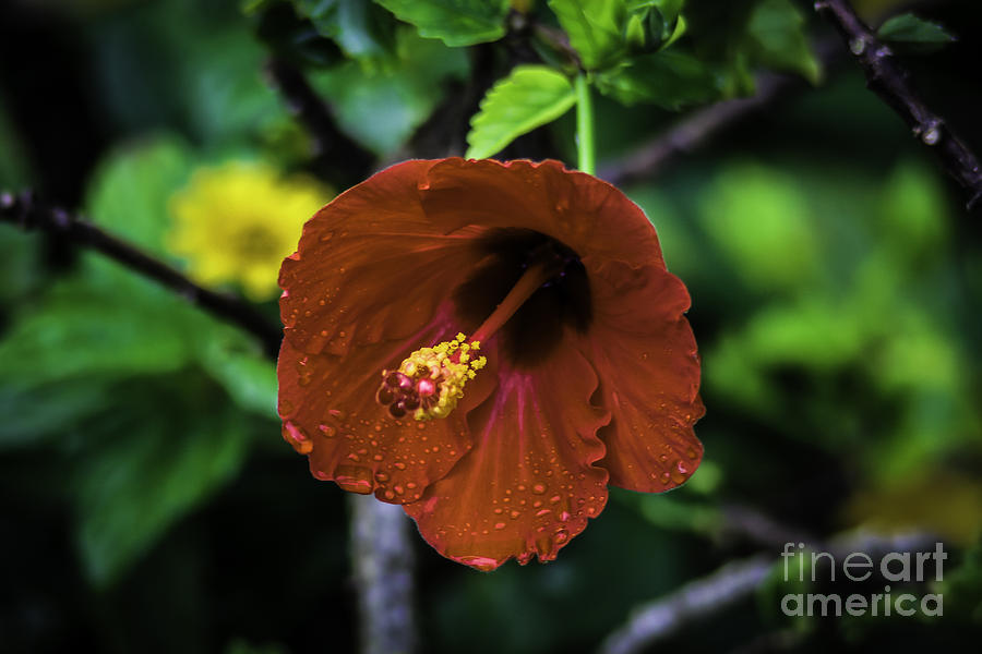 Flowers Still Life Photograph - Hibiscus by Mitch Shindelbower