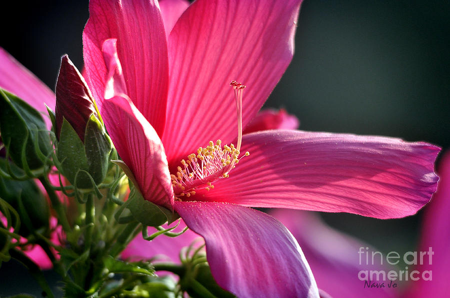 Hibiscus Morning Bright Photograph by Nava Thompson