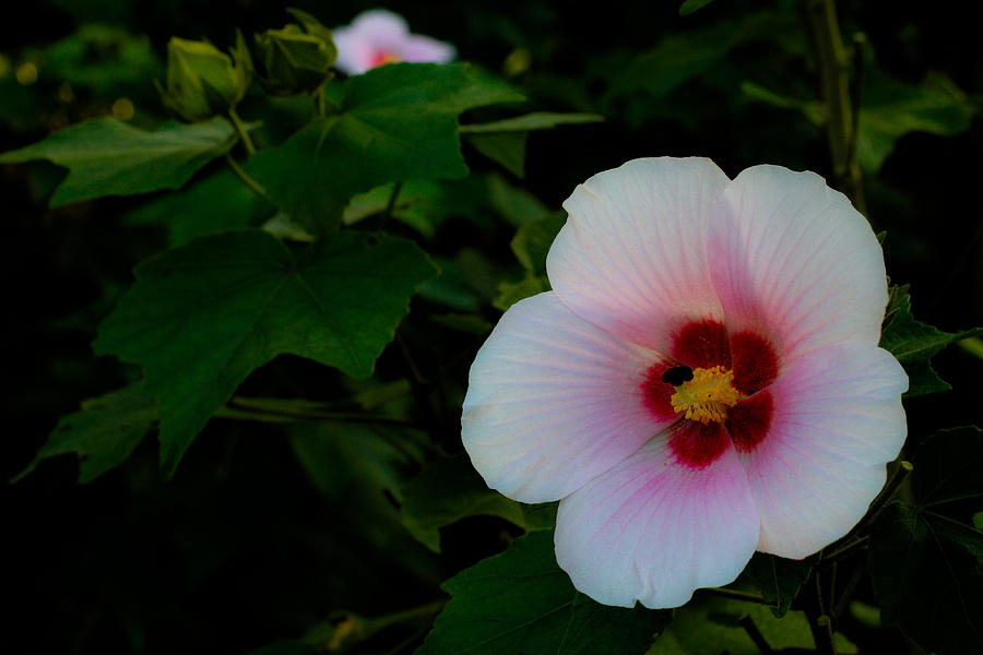 Hibiscus Mutabilis Photograph - Hibiscus mutabilis flower by Donald Chen Hibiscus Mutabilis Photograph - Hibiscus mutabilis flower by Donald Chen